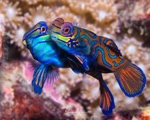 Zwei prächtig gefärbte Mandarinfische in leuchtenden Blau-, Grün- und Orangetönen schweben dicht beieinander über dem Riffboden. Die kleinen Fische zeigen ihr charakteristisches psychedelisches Farbmuster mit wellenförmigen Linien und sind vermutlich beim Balzverhalten oder der Paarung zu beobachten.