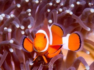 Ein leuchtend orange-weißer Falscher Clownfisch ruht zwischen den Tentakeln seiner Wirtsanemone. Die charakteristische Symbiose zeigt den Fisch sicher geschützt zwischen den normalerweise giftigen Tentakeln, die ihn dank einer speziellen Schleimschicht nicht verletzen können.