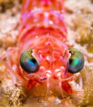 Eine farbenprächtige Garnele zeigt seine charakteristischen schillernden Facettenaugen und seine leuchtend roten und rosa Körperfarben. Das Tier sitzt in seiner Sandhöhle und blickt direkt in die Kamera, wobei die metallisch glänzenden Augen besonders hervorstechen.