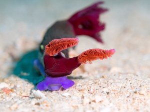 Eine farbenfrohe Nacktschnecke mit charakteristischen orange-roten Kiemen und violett-türkisen Körperfarben kriecht über sandigen Meeresgrund. Die gefiederten Kiemenstrukturen sind deutlich sichtbar und zeigen die typische Morphologie dieser Meeresschneckenart.