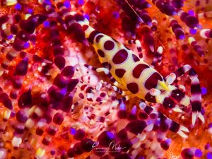 Eine perfekt getarnter Coleman-Shrimp sitzt auf einem Feuerseeigel