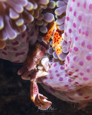 Ein Porzellankrebs versteckt sich zwischen den Tentakeln einer großen Anemone. Die zarten, gepunkteten Tentakeln der Anemone umhüllen den kleinen Krebs, der eine perfekte Symbiose mit seinem Wirt eingegangen ist und Schutz vor Fressfeinden erhält.