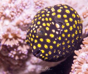 Ein juveniler Gelbpunkt-Kugelfisch versteckt sich zwischen rosa Korallen. Der dunkle Körper des Fisches ist charakteristisch mit leuchtend gelben Punkten übersät, während er Schutz in der Riffumgebung sucht.