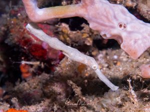 Ein Robuster Geisterpfeifenfisch (Solenostomus cyanopterus), ein Fisch, der durch seine außergewöhnliche Tarnung kaum von seiner Umgebung zu unterscheiden ist. Er ahmt treibende Trümmer, Seegras oder Wasserpflanzen nach, um sich vor Fressfeinden zu verstecken.