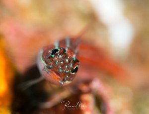 Ein kleiner Grundel mit großen, dunklen Augen und bunt schillerndem Kopf blickt direkt in die Kamera. Die Makroaufnahme zeigt deutlich die detailreiche Struktur des Kopfes mit metallisch glänzenden Schuppen und die charakteristischen großen Augen dieser Fischart.