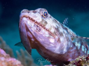 Ein Eidechsenfisch-Portrait zeigt den leicht geöffneten Rachen mit den charakteristischen nadelspitzen Zähnen und dem markent schillerdem Auge.