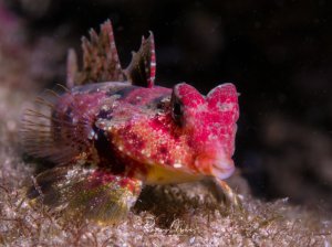 Ein leuchtend rot-pink gefärbter Leierfisch sitzt auf sandigem Grund und zeigt seine charakteristischen großen Brustflossen und den typischen froschartigen Kopf. Das Tier präsentiert eine intensive Rotfärbung mit weißen Punkten und hat die Brustflossen weit abgespreizt.