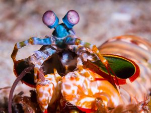 Ein farbenprächtiger Fangschreckenkrebs mit charakteristischen violett-bläulichen Stielaugen und buntem Körper in leuchtenden Orange-, Grün- und Rottönen. Das Tier zeigt seine kräftigen Fangbeine und sitzt vermutlich vor seinem Versteck auf dem Meeresboden.