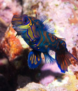 Zwei prächtiger Mandarinfische mit ihrem charakteristischen blauen Körper und den leuchtend orangen und blauen Linienmustern beim Paarungstranz. Die komplexen wellenförmigen Muster und die ausgebreiteten Flossen zeigen die außergewöhnliche Schönheit dieser kleinen Riffbewohner.