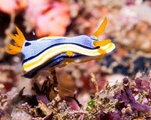 Eine farbenprächtige Chromodoris-Nacktschnecke bewegt sich elegant über das Korallenriff. Die Nudibranchia zeigt die charakteristischen bläulich-weißen Körperfarben mit gelben und schwarzen Streifen sowie auffällige orange-gelbe Kiemen auf dem Rücken.