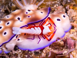 Eine wunderschöne Symbiose zwischen einer Imperator-Garnele und einer Risbecia Nacktschnecke. Der kleine Krebs mit seinem charakteristischen rot-weißen Körper und den auffälligen weißen Scheren hat sich die Nacktschnecke als Lebensraum gewählt, ein häufig beobachtetes Verhalten.