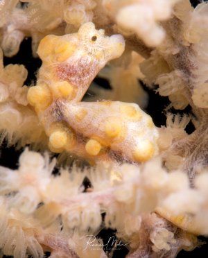 Ein Pygmäen-Seepferdchen versteckt sich perfekt getarnt zwischen den Polypen einer Gorgonie. Das winzige Tier zeigt die gleichen gelblich-orangen Farbtöne und knotigen Hautauswüchse wie sein Wirtskorall und demonstriert damit eine beeindruckende Anpassung an seinen Lebensraum.