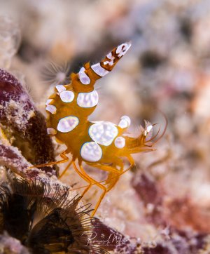 Eine wunderschöne Hohlkreuzgarnele mit ihrer charakteristischen orangen Grundfärbung und weißen, violett umrandeten Flecken sitzt in der Nähe einer Anemone. Die kleine Garnele zeigt ihre typische Körperhaltung mit leicht gebogenem Rücken .
