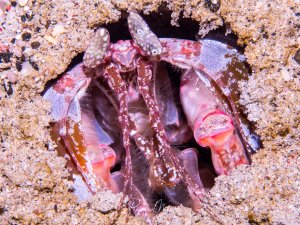 Ein Fangschreckenkrebs (Speerer) sitzt in seinem Sandloch und wartet auf vorbeischwimmende Beute. Die Ovalen Facettenaugen sind gut zu erkennen.