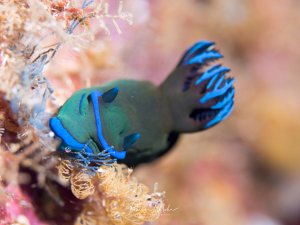 Eine Nembrotha-Nacktschnecke mit charakteristisch grünem Körper und leuchtend blauen Kiemen und Rhinophoren kriecht über eine mit Schwämmen und anderen Organismen bewachsene Riffoberfläche. Die markanten blauen Fortsätze kontrastieren schön mit dem olivgrünen Körper dieser farbenprächtigen Meeresnacktschnecke.