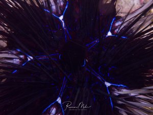 Ein Diademseeigel zeigt seine charakteristischen langen, schwarzen Stacheln mit leuchtend blauen Spitzen. Die Aufnahme bietet einen faszinierenden Blick in das Stachelwerk des nachtaktiven Stachelhäuters, wobei die blaue Fluoreszenz der Stachelenden besonders hervorsticht.