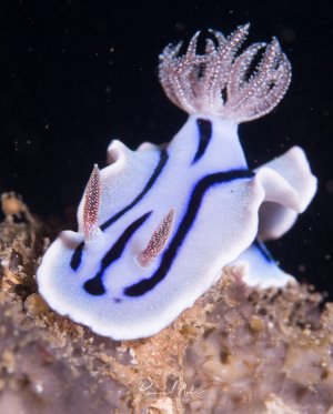 Eine weiße Chromodoris-Nacktschnecke mit charakteristischen schwarzen Linien und orangefarbenen Kiemen sitzt auf dem Riffboden. Die Meeresschnecke zeigt ihre typische elegante Form mit den federartigen Kiemenbüscheln am hinteren Ende.