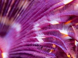 Eine beeindruckende Makroaufnahme zeigt die Tentakeln eines Kalkröhrenwurms (Serpulidae). Die feinen, federartigen Strukturen dienen zum Herausfiltern von Nahrungspartikeln aus dem Wasser. Die Würmer leben fest verwachsen in kalkhaltigen Röhren, die sie selbst produzieren.