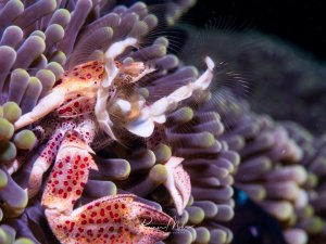 Eine Porzellankrebs sitzt zwischen den Tentakeln einer Seeanemone und zeigt dabei seine charakteristischen roten Punktmuster auf weißlichem Körper. Die Symbiose zwischen Krebs und Anemone ist deutlich erkennbar, wobei der Krebs Schutz zwischen den Tentakeln findet.