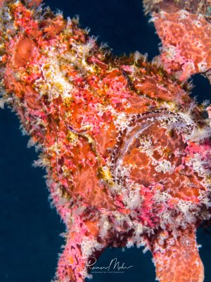 Portraitaufnahme eines Anglerfisches, wahrscheinlich einen Fleckflossen-Anglerfisch (Antennatus nummifer)t. Diese Fische passen ihre Farbe und Struktur perfekt an ihre Umgebung, wie Schwämme oder Korallen, an. Sie sind Lauerjäger, die mit einem modifizierten Rückenflossenstrahl, der wie ein kleiner Köder aussieht, Beutefische anlocken.