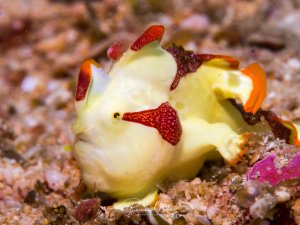 Ein junger Warzen-Anglerfisch (Antennarius maculatus), der aufgrund seiner bunten Färbung oft auch Clown-Anglerfisch genannt wird. Diese Fische sind spezialisierte Ansitzjäger, die sich kaum bewegen und darauf warten, dass Beute in ihre Nähe kommt.