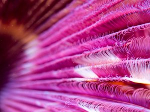 Eine Makroaufnahme zeigt die filigranen, federartigen Kiemen einer Röhrenwurm-Art in leuchtenden Pink- und Violetttönen. Die feinen, gefiederten Strukturen sind perfekt entfaltet und zeigen die komplexe Anatomie dieser Filtrierer in beeindruckender Detailschärfe.