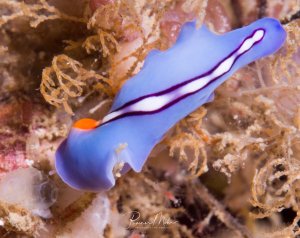 Ein Exemplar einer Polycladida, im deutschen manchmal als Meeresstrudelwürmer bezeichnet. Dieses Exemplar ist vom Typ Pseudoceros bifurcus