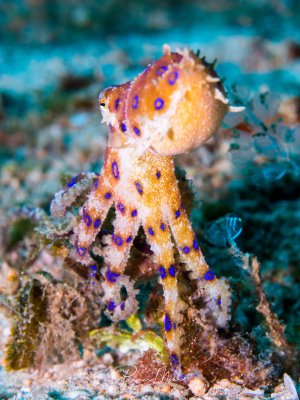 Blaugeringelter Krake in Drohstellung, zeigt seine leuchtend blauen Ringe als Warnsignal. Aufgerichtet auf Korallenbruchstücken. Makro.