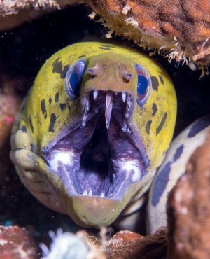 Ein Muräne mit weit geöffnetem Maul zeigt ihre beeindruckenden Zähne in einer typischen Atembewegung. Die gelb-braun gemusterte Muräne sitzt zwischen Korallen und präsentiert ihre leuchtend blauen Augen und das violett gefärbte Maul mit den charakteristischen spitzen Zähnen.