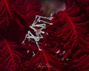 Das Bild zeigt eine Asselspinne (Pantopoda) auf einer roten Koralle. Auch als Seespinne bekannt