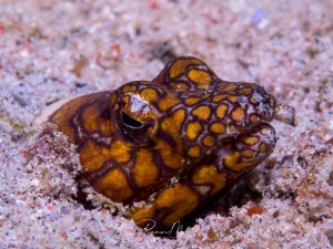 Das Bild zeigt einen Napoleon-Schlangenaal (Ophichthus bonaparti)