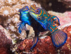 Zwei Mandarinfische in prächtiger Balzfärbung zeigen ihr charakteristisches Paarungsverhalten am Riff. Die kleinen, farbenprächtigen Fische mit ihrer typischen blauen Grundfärbung und den ornamentalen orange-grünen Mustern sind während der Dämmerung aktiv.