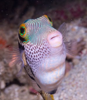 Ein Sattel-Spitzkopfkugelfisch (Canthigaster valentini), der auch als Sattel-Kugelfisch oder Black Saddled Toby bekannt is schwimmt über dem sandigen Meeresgrund und zeigt sein charakteristisches Muster aus blauen Streifen am Kopf, braunen Punkten am Körper und die typischen großen Augen. Der Fisch ist in einer entspannten Haltung zu sehen, was seine normale, nicht aufgeblähte Form zeigt.