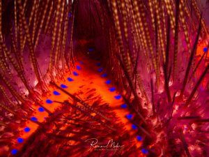 Eine spektakuläre Makroaufnahme eines Feuerseeigel (Astropyga radiata), auch bekannt als Roter Seeigel. Die detailreiche Nahaufnahme offenbart die komplexe Struktur und Textur dieses Seeigels mit seinen unzähligen Stacheln