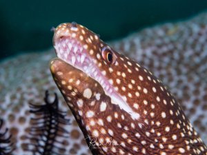 Eine gepunktete Muräne zeigt ihr geöffnetes Maul mit den charakteristischen nadelspitzen Zähnen. Das braun-weiß gepunktete Muster und die typische Körperhaltung mit dem aus einer Korallenhöhle ragenden Kopf sind deutlich zu erkennen.