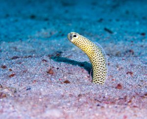 Ein Röhrenaal mit charakteristischem gepunktetem Muster schaut aus seinem Sandversteck hervor. Der schlangenähnliche Fisch zeigt das typische Verhalten, nur den Kopf aus der Röhre im Sandboden zu strecken, während der Rest des Körpers versteckt bleibt.