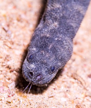 Bei dem Tier auf dem Bild handelt es sich um eine Warzenschlange (wahrscheinlich Acrochordus granulatus oder eine ähnliche Art). Sie besitzen eine sehr raue, körnige Haut, die oft lockerer am Körper sitzt.