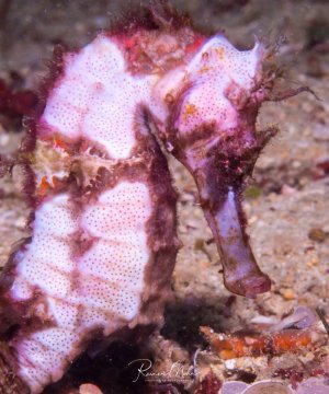 Ein Seepferdchen in prächtiger rosa-violetter Färbung mit charakteristischen roten Punkten auf hellem Grund. Die Tiere zeigen die typische aufrechte Haltung und sind von Bewuchs umgeben, was auf eine perfekte Tarnung in ihrem Lebensraum hindeutet.