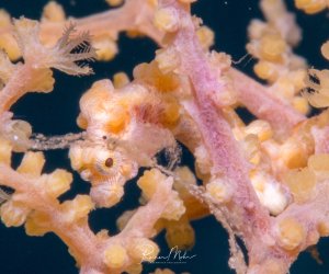 Ein perfekt getarntes Pygmäen-Seepferdchen versteckt sich zwischen gelben Wirtskorallen. Das kleine Tier nutzt seine außergewöhnliche Tarnfähigkeit und ahmt Farbe und Struktur der Korallen nach, wodurch es nahezu unsichtbar wird.