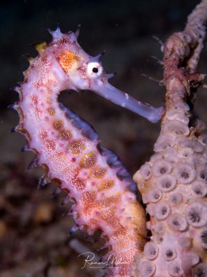 Ein wunderschönes Seepferdchen mit rosa-weißlicher Grundfärbung und charakteristischen orange-roten Punktmustern hält sich mit seinem Greifschwanz an einer Koralle fest. Die detailreiche Makroaufnahme zeigt das typische Verhalten dieser faszinierenden Fische, die sich gerne an Korallen oder anderen Strukturen verankern.