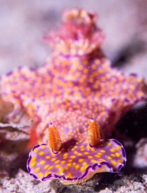 Eine farbenfrohe Nacktschnecke mit leuchtend violetter Grundfarbe und gelben Punkten ruht auf dem Meeresboden. Die charakteristischen orangefarbenen Rhinophore (Fühler) und die wellige Körperform sind deutlich erkennbar, während im Hintergrund weitere Exemplare derselben Art unscharf zu sehen sind.
