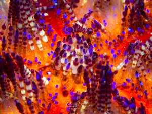 Eine spektakuläre Makroaufnahme zeigt die leuchtend orangeroten Stacheln eines Feuerseeigels mit charakteristischen blauen Punkten und weißen Ringen.