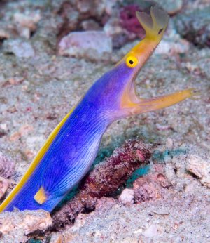 Eine Geistermuräne zeigt ihr charakteristisches Verhalten mit weit geöffnetem Maul in Drohstellung. Die leuchtend blaue Körperfärbung mit gelben Akzenten und die typische aufrechte Körperhaltung sind deutlich zu erkennen, während die Muräne aus ihrem Versteck ragt.