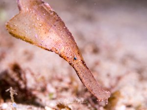 Auf dem Bild ist ein Geisterpfeifenfisch (wahrscheinlich ein Robust-Geisterpfeifenfisch, Solenostomus cyanopterus) zu sehen. Diese Fische sind Meister der Tarnung und imitieren treibendes Seegras oder Algen, um sich vor Fressfeinden zu verstecken.
