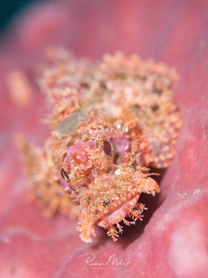 Ein Drachenkopf liegt auf einer rosa Hartkoralle und wartet auf unvorsichtige, vorbeischwimmende Beute