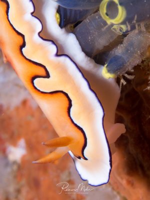 Eine prächtige Nacktschnecke mit wellenförmigem, orange-weißem Körper und charakteristischer blauer Randeinfassung. Die eleganten Kiemen und Rhinophore sind deutlich sichtbar, während sie über das Riff gleitet.