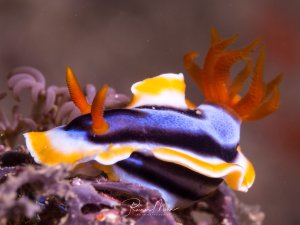 Eine prächtige Nudibranchia (Nacktschnecke) mit charakteristischen orangen Kiemen und einem blau-weiß-gelben Körper sitzt auf dem Riffdach. Die auffällige Farbgebung und die federartigen Kiemenstrukturen zeigen die typische Morphologie dieser eleganten Meeresschnecken.