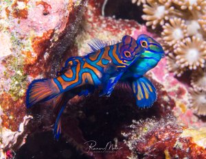 Zwei farbenprächtige Mandarinfische zeigen ihre leuchtend blauen und orangen Muster zwischen Korallen und Seeanemonen. Die Fische werden bei Dämmerung aktiv und vollführen ihren Paarungstanz für wenige Minuten