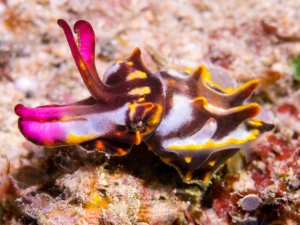 Eine farbenfrohe Prachtsepia (Ascarosepion pfefferi), auch bekannt als Flammensepia. Sie ist eine kleine Art (unter 8 cm) und bekannt für ihre lebhaften, wechselnden Farben wie Purpur, Gelb und Rot, die sie zur Kommunikation und Tarnung nutzt.