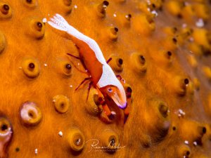 Kaisergarnele auf orangefarbener Seegurke. Die kleine weiße Garnele mit roten Beinen sitzt auf der texturierten Oberfläche der Seegurke. Makroaufnahme.